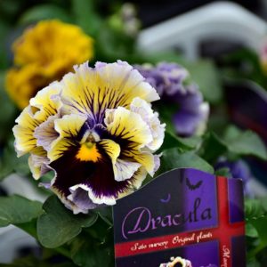 パンジー・ビオラ入荷