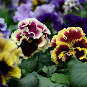 エボルベビオラ入荷