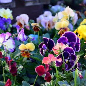 育種家さんたちのビオラ