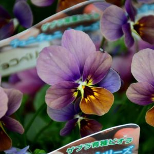 ゲブラナガトヨの超人気ビオラ